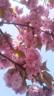 Cherry Blossoms