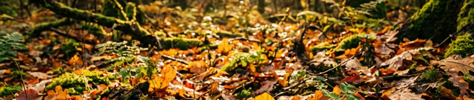 Sunlit autumn forest floor covered with wet leaves and moss